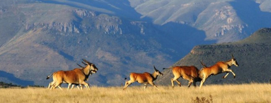 South Africa South Africa